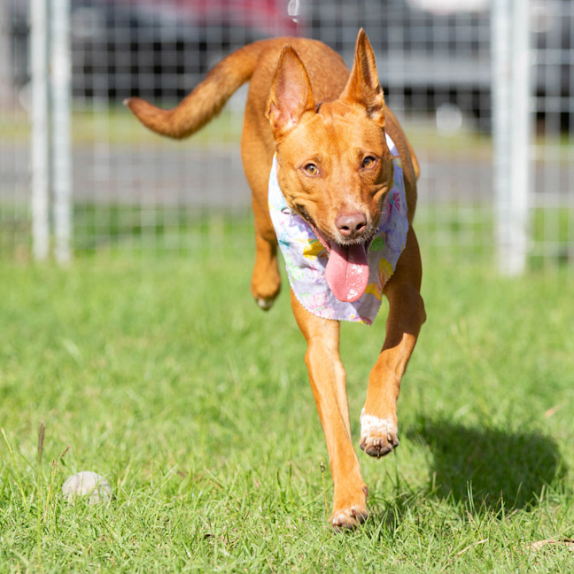Photo of Nova
