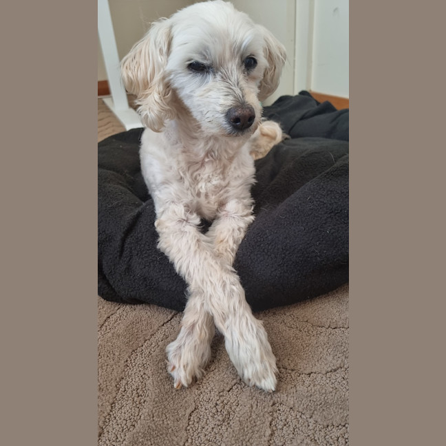 Photo of Maisey 