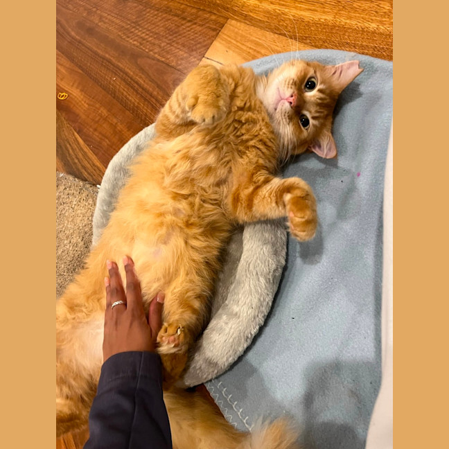 Photo of Rufus