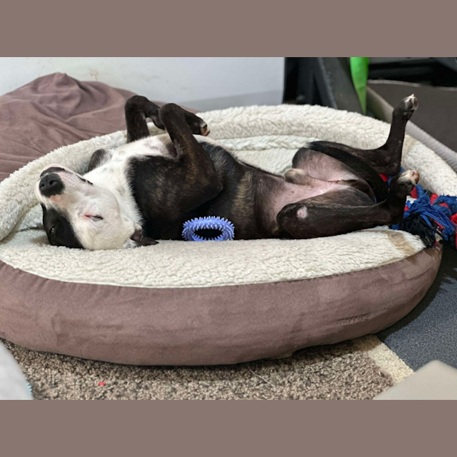 Photo of Sammy