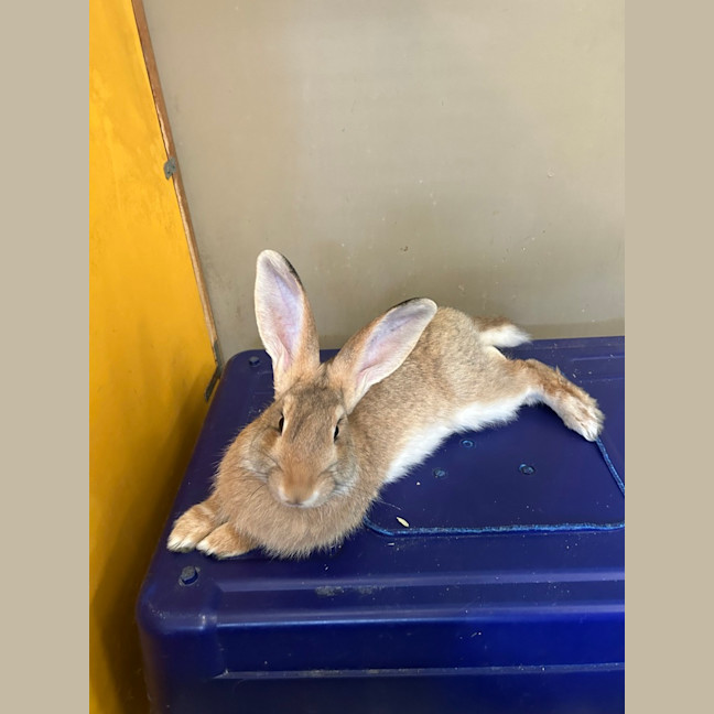 Photo of Cookie