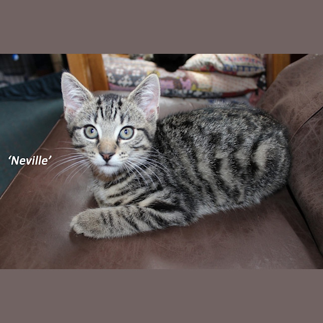 Photo of Neville   Petstock