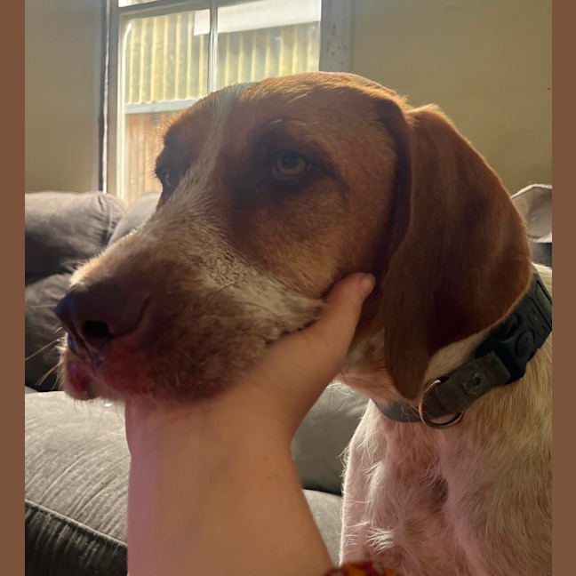 Photo of Bentley   1 Year Old German Pointer X