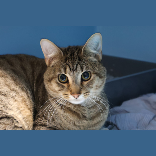 Photo of Cosmo