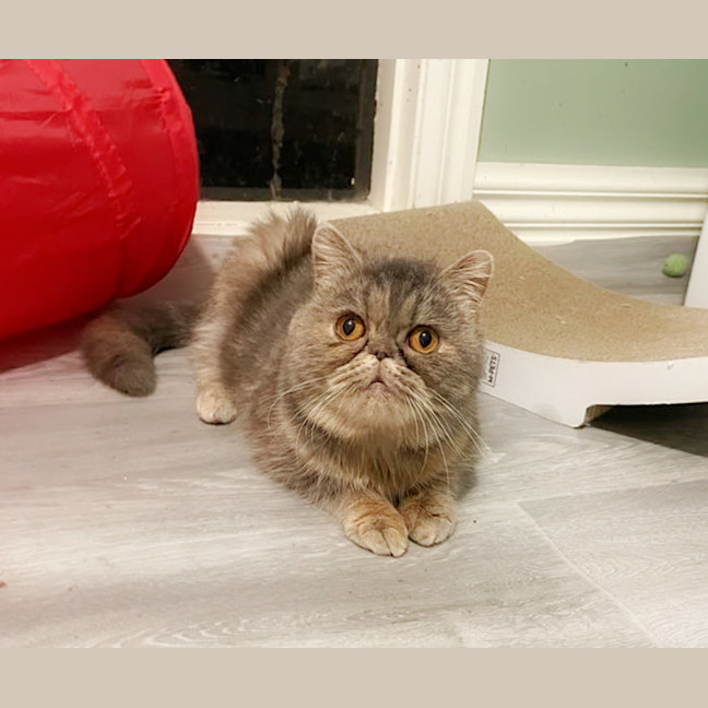 Photo of 🌺Sakura🌺