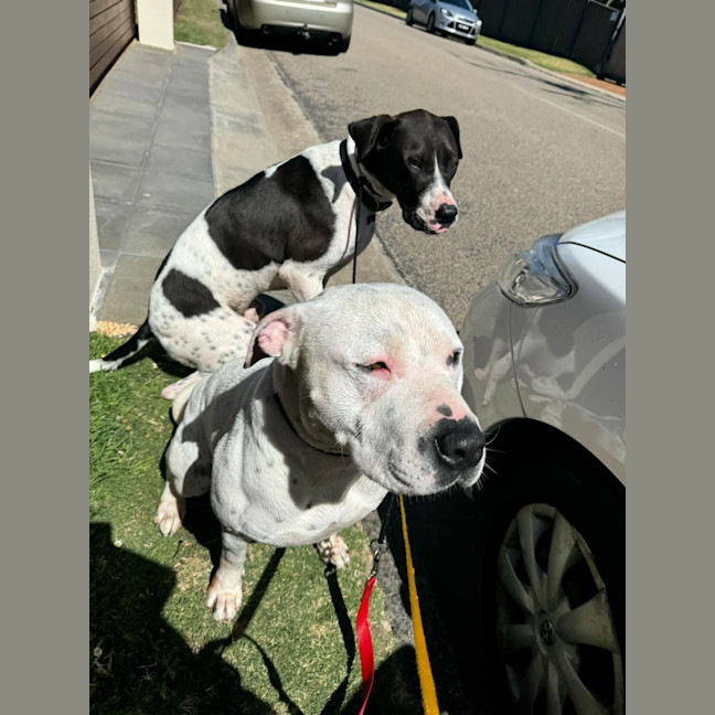 Photo of Boogie Board