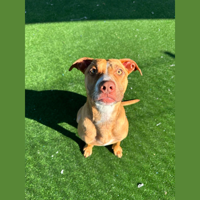 Photo of Petal Imp 1226