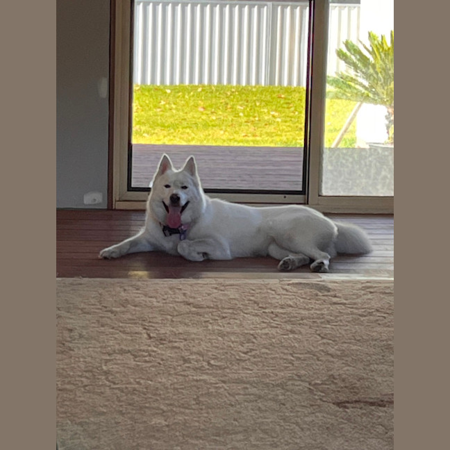 Photo of Honey   1 Year Old Husky