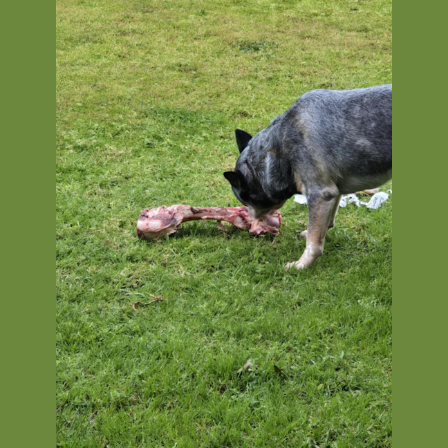 Photo of Rambo   3 Year Old Cattle Dog (Trial 26/9)