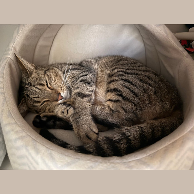 Photo of Archie