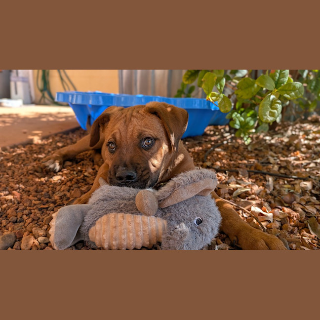 Photo of Ranger