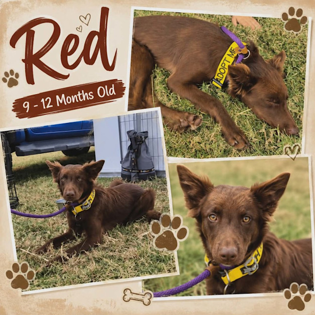 Photo of Red