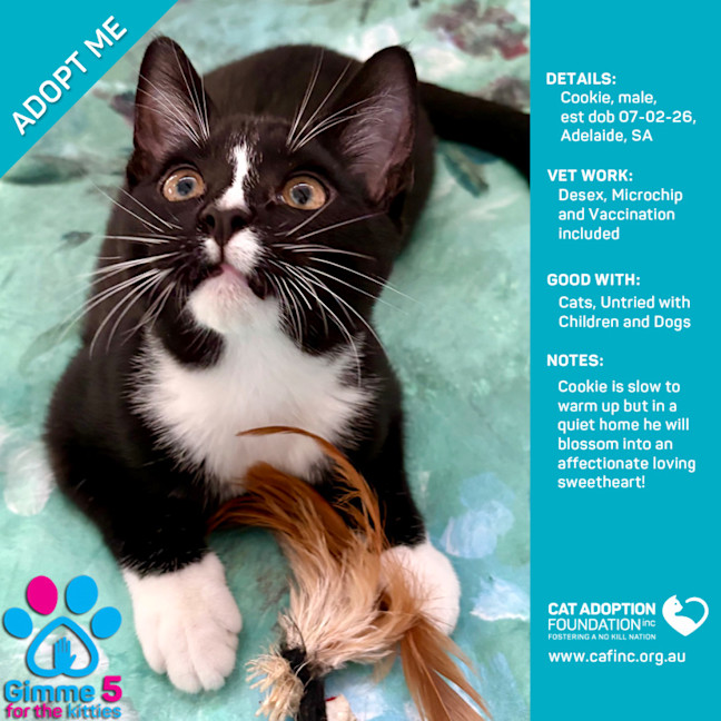 Photo of Cookie