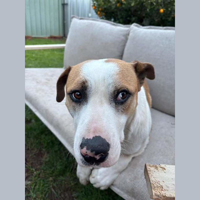 Photo of Bruno