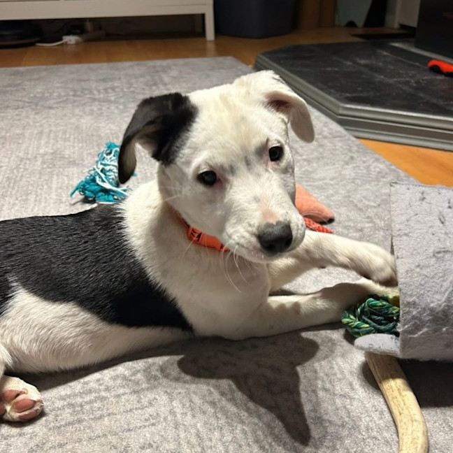 Photo of Polly