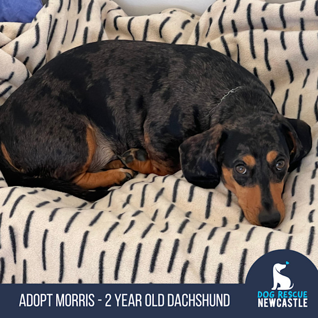 Photo of Morris   2 Year Old Dachshund 