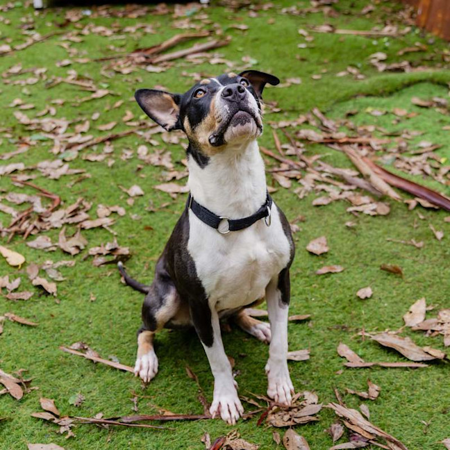 Photo of Patches