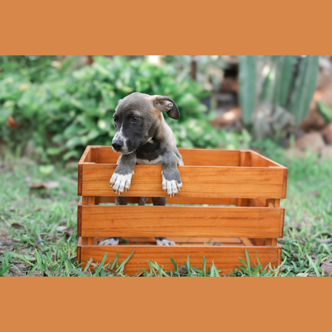 Photo of Fudge