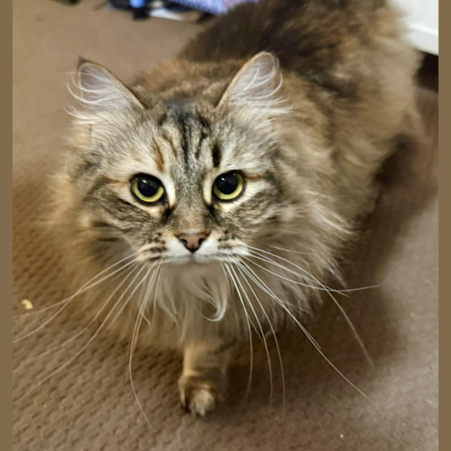 Photo of Milwaukee Bunny