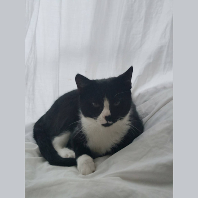 Photo of Gypsy