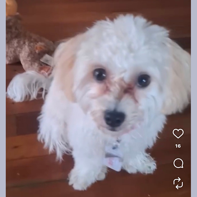 Photo of Connie Coconut 