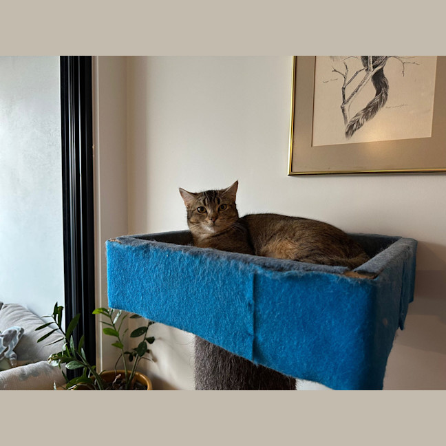 Photo of Shelby