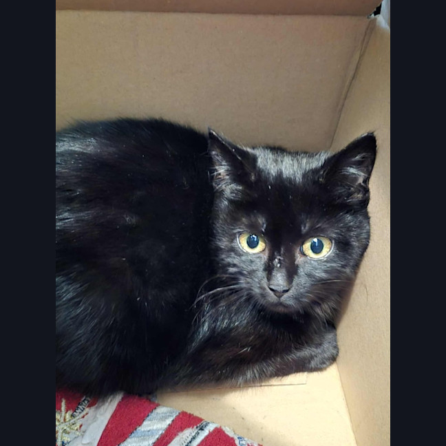 Photo of Cynder**2nd Chance Cat Rescue**