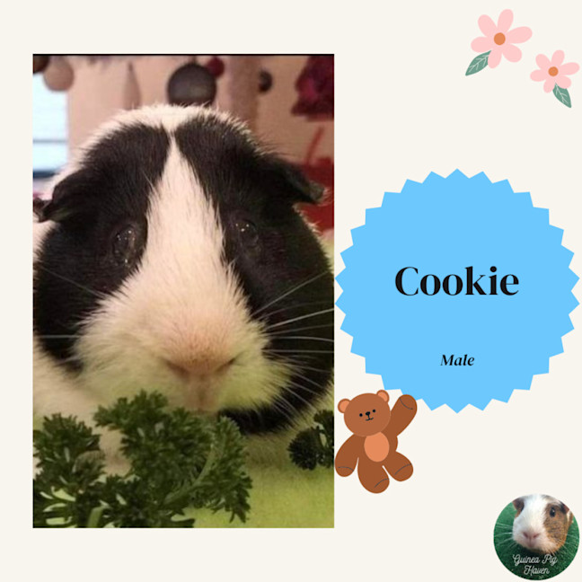 Photo of Cookie