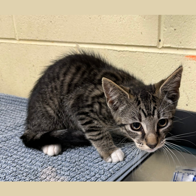 Photo of Pepper