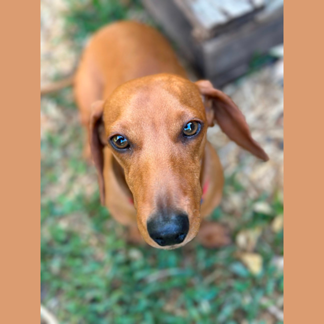 Photo of George   1 Year Old Miniature Dachshund (Trial 25/