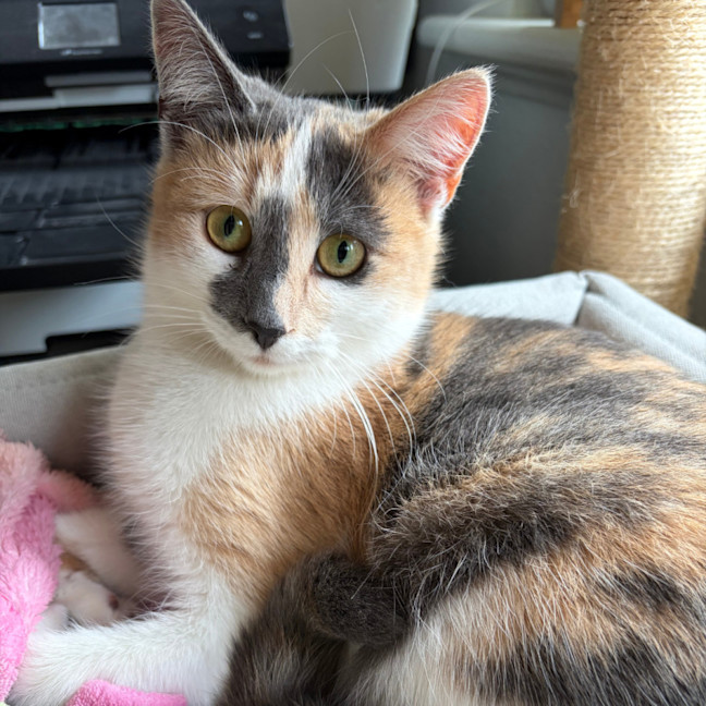 Photo of Keetu