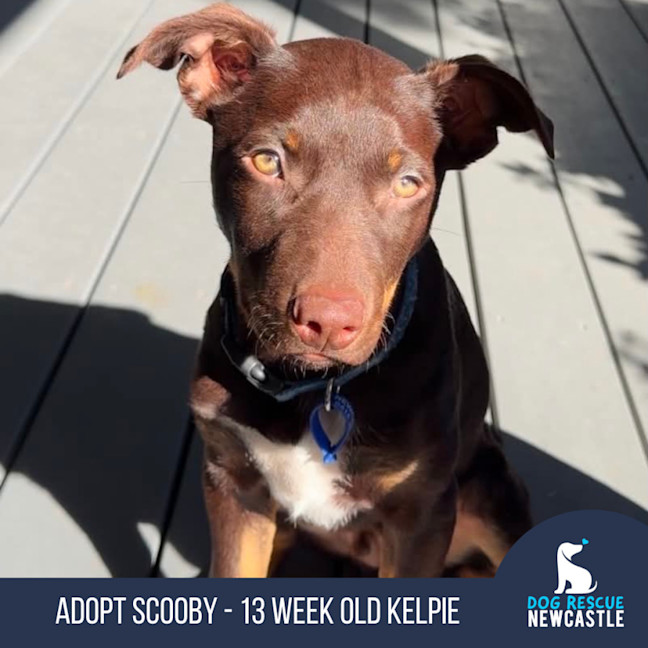 Photo of Scooby   13 Week Old Kelpie
