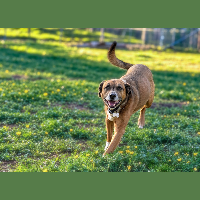 Photo of Bear 