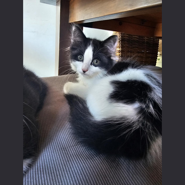 Photo of Pepper Meet Me@Petstock Hastings Store