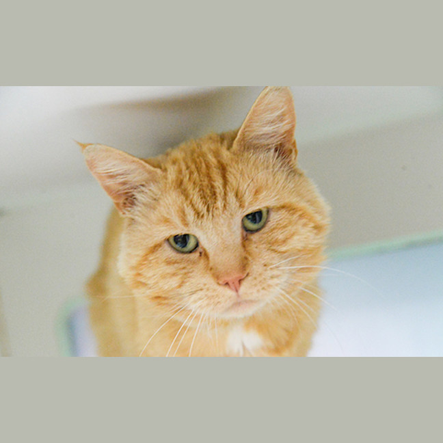 Photo of Mustard