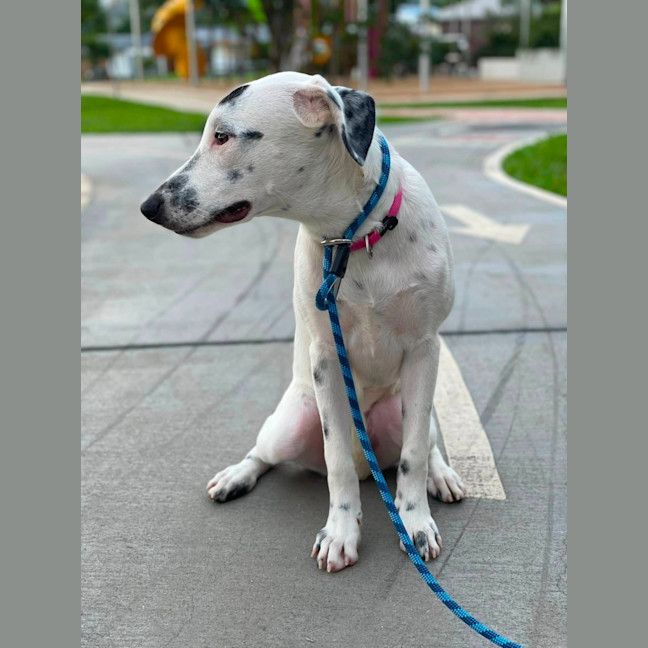 Photo of Donut