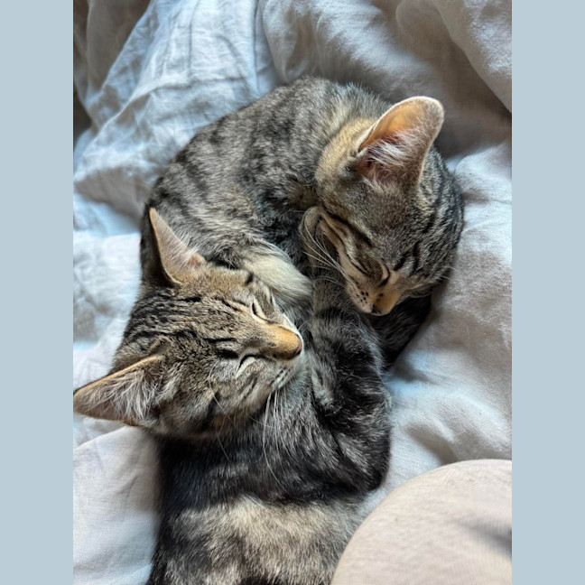 Photo of Maeve Meet Me@Petstock Keysborough 