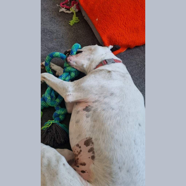 Photo of Dixie