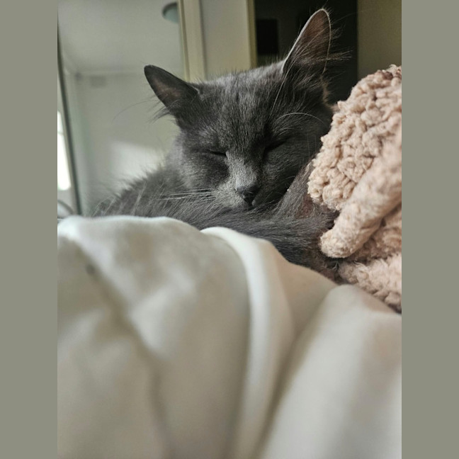 Photo of Chip