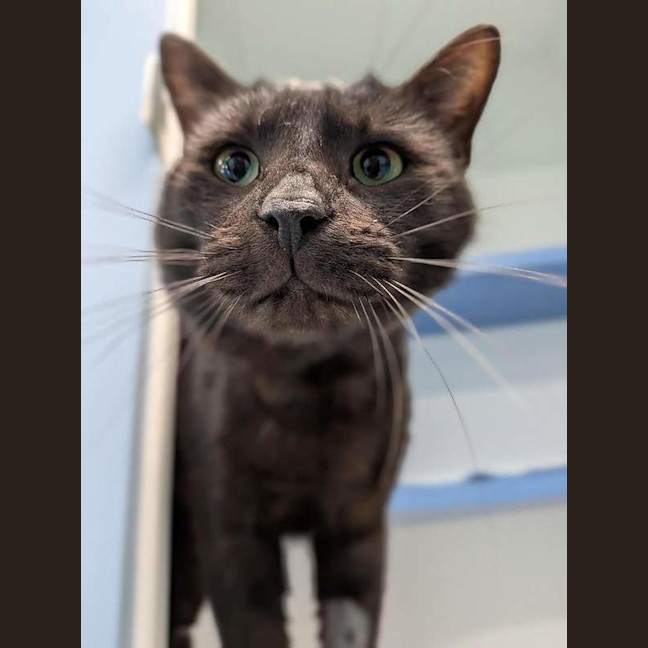 Photo of Onyx