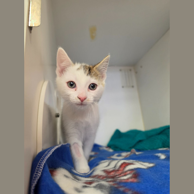 Photo of Spotty