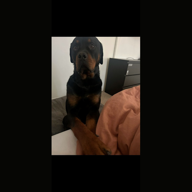 Photo of Bear