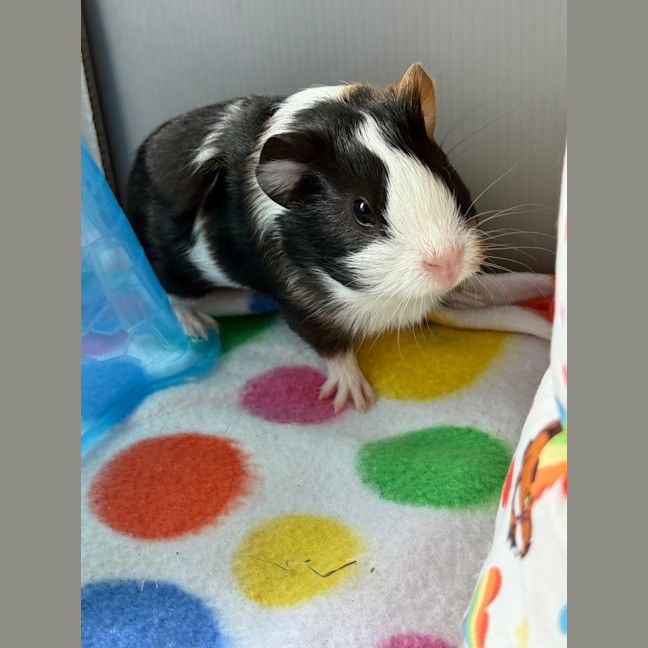 Photo of Ziggy