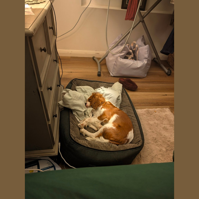 Photo of Reggie