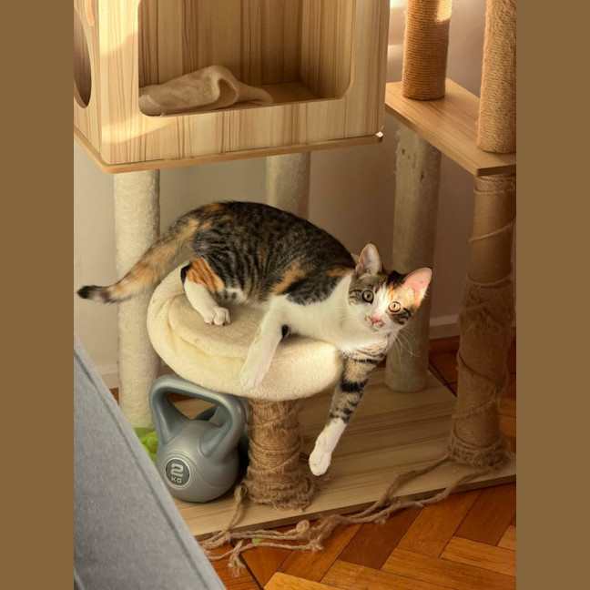 Photo of Cha Cha   In Foster Care In Malvern East