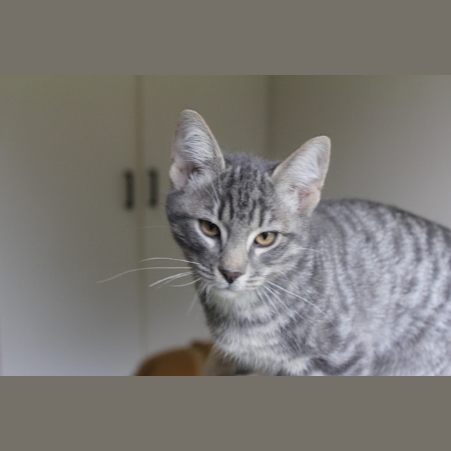 Photo of Mercury