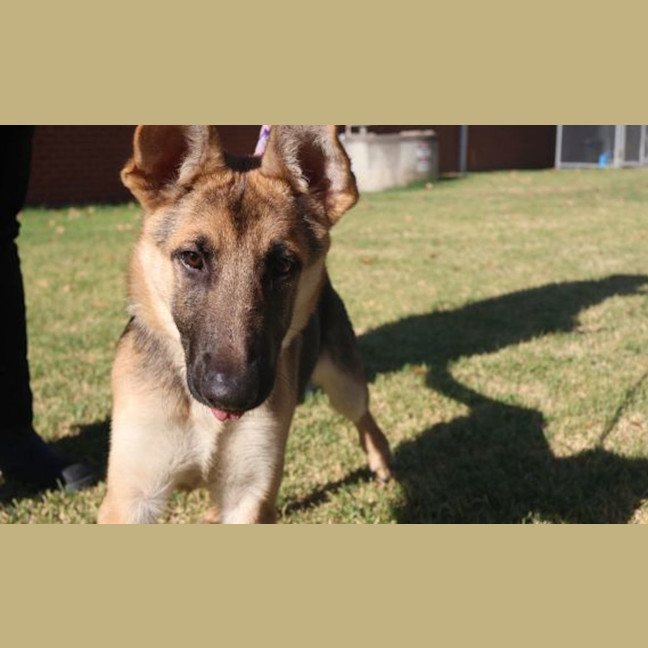 Photo of Axel
