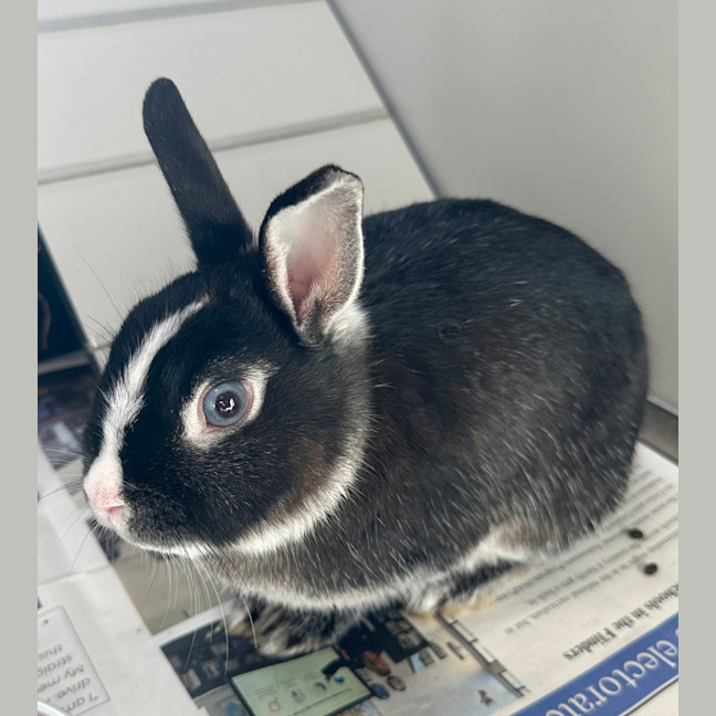 Photo of Veronica (Bonded To Betty)