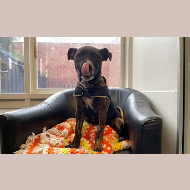 Photo of Rex