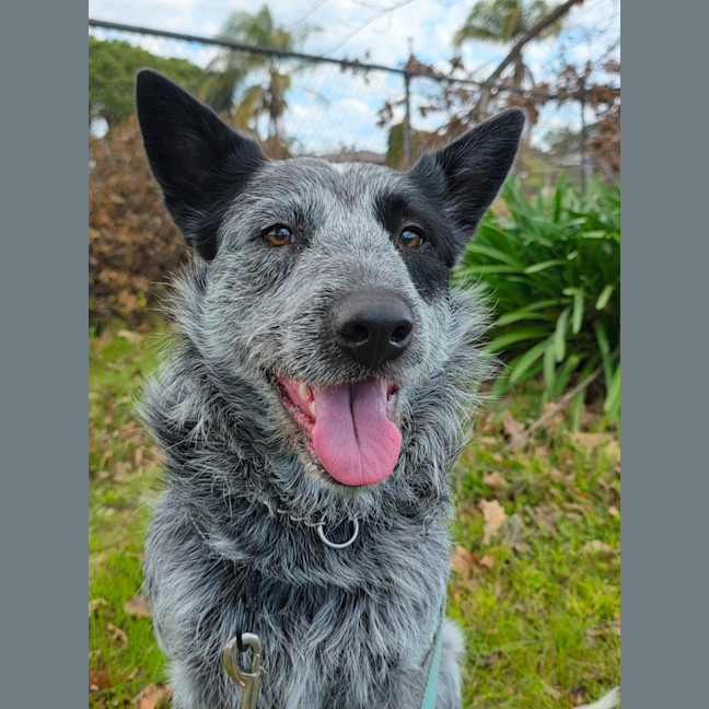 Photo of Ranger